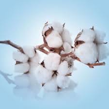 Clean Cotton Emulsified Sugar Scrub